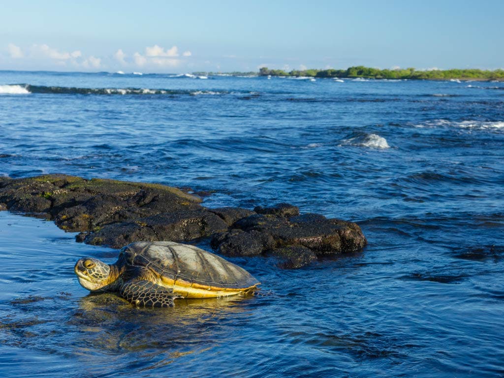 turtle-on-hawaii-beach